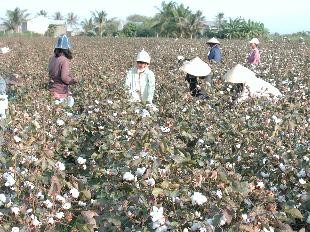 Farmers in Ayun Pa District, in the Central Highlands province of Gia Lai, plant nearly 1,000 hectares of cotton with an average yield of three tons per ha. (File photo)